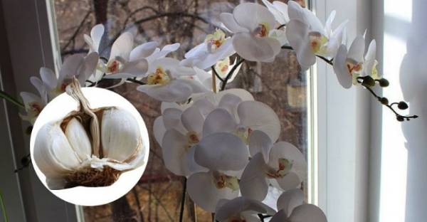 Чеснок является спасением для ваших орхидей: через несколько недель мой фаленопсис уже выпустил несколько соцветий