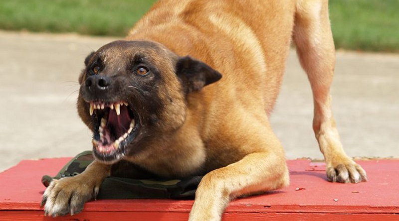 От нападения диких собаки не застрахован никто - Поэтому нужно знать, что делать в критической ситуации